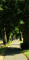 Wald, Benneckenstein