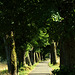 Wald, Benneckenstein