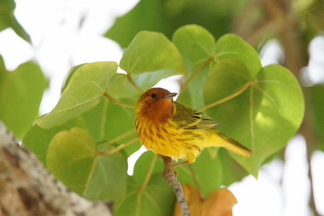 paruline jaune-2 (Copier)