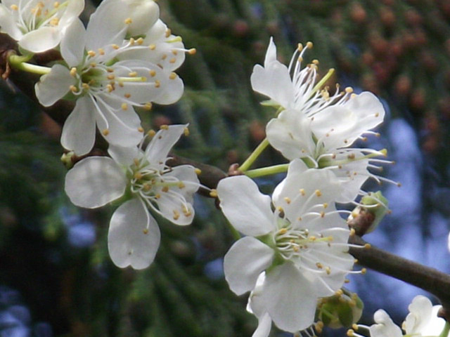 Maybe I could make damson jam if enough grows