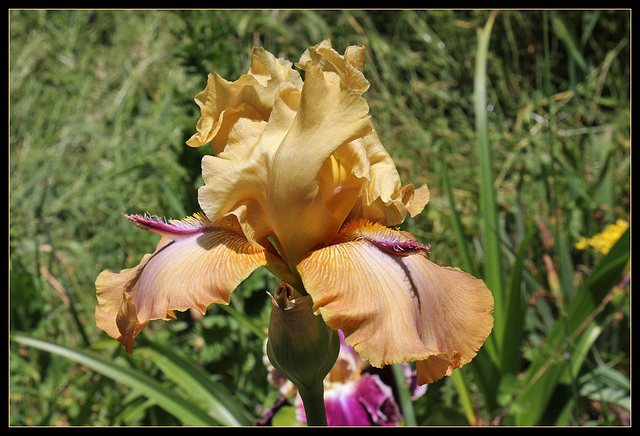 Tigrou (de Sologne)