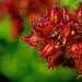 Wineberries