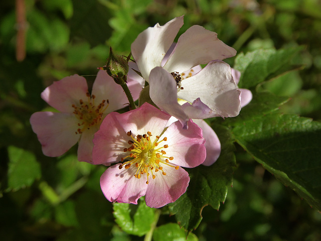 roselline spontanee