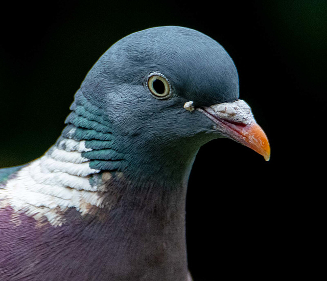 Wood pigeon