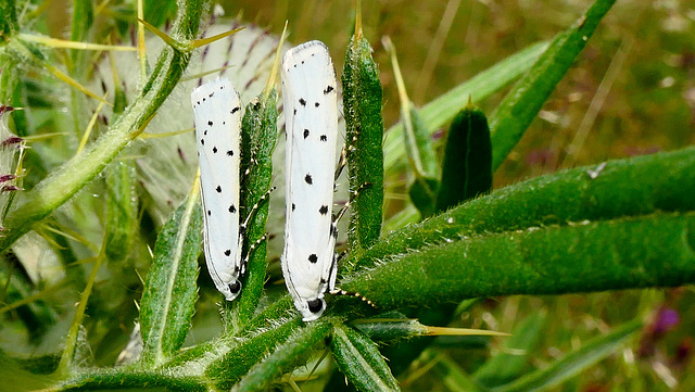 Phycide du chardon appelée aussi l'hermine