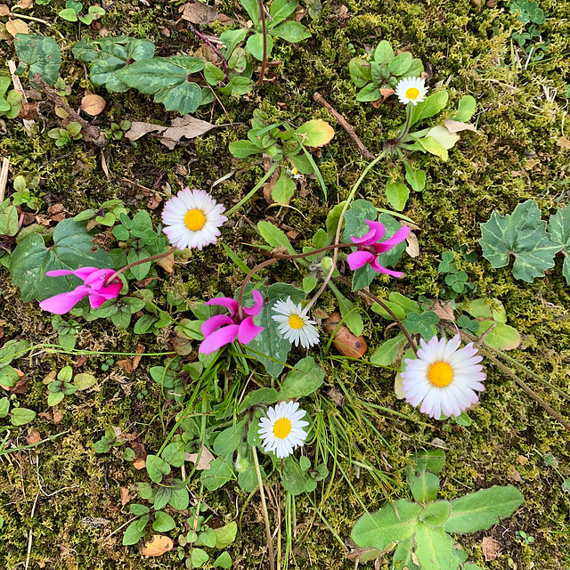 In the grass.