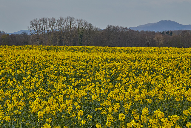 frühes Rapsfeld