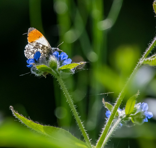 Orange tip butterfly