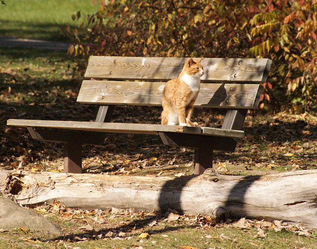 Miaou! Happy miaou! Bench miaou! Monday