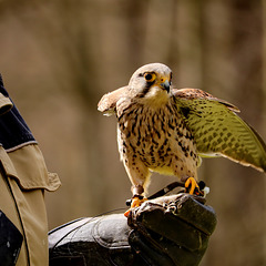 Falke, eben gelandet