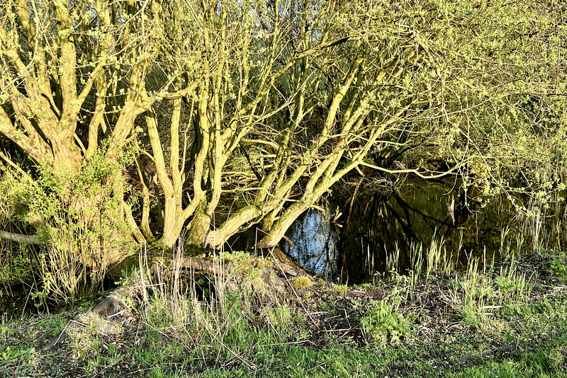 Dutch mangrove