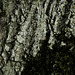 Wald, Benneckenstein