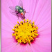 Grüne Fliege verkostet Cosmea... ©UdoSm