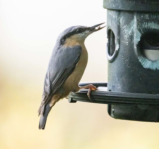 Nuthatch