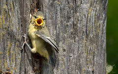 Around The Blue Tit Nest 5