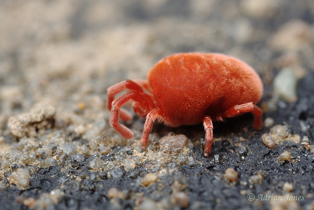 Velvet Mite