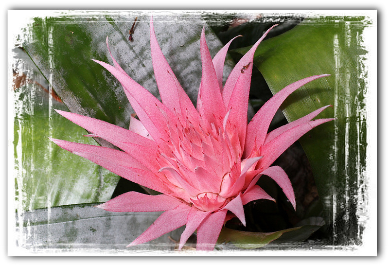 Aechmea fasciata