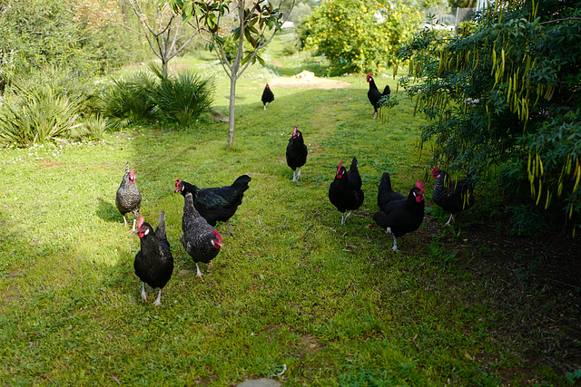 Gallinas de Manolo Cejudo