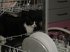 Snow White does the dishes (2009)
