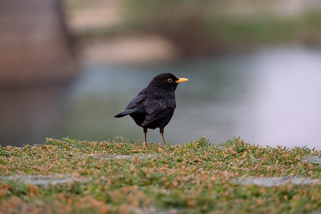 BESANCON: Merle noir (Turdus merula).