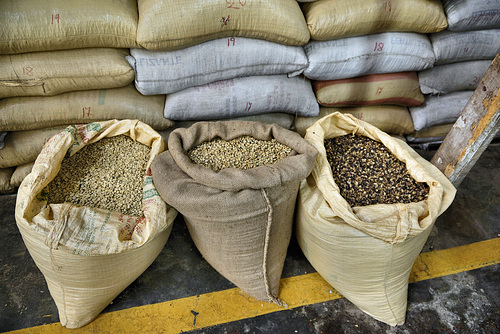 Beans in the Bag – Doka Estate, San Luis de Sabanilla, Alajuela Province, Costa Rica