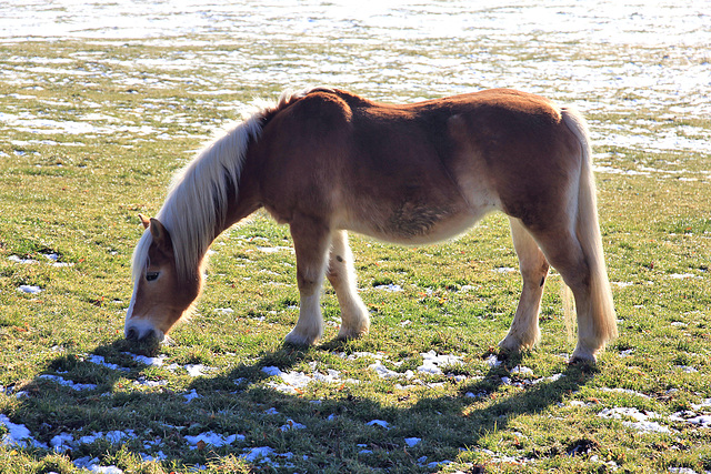 Haflinger