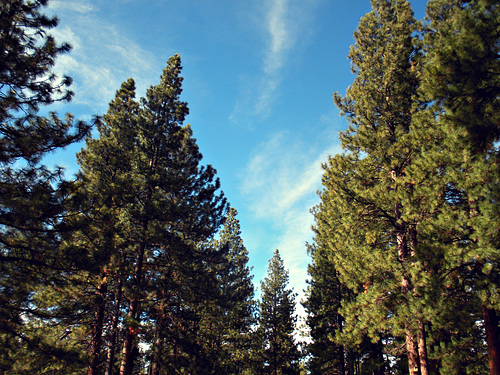 Ponderosa forest