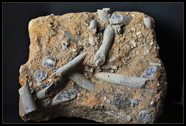 Rostres de Bélemnites- Fossiles