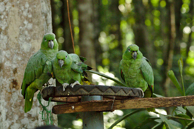 Parrots EF7A7565