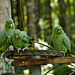 Parrots EF7A7565