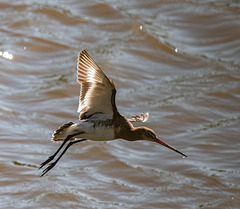 Black tailed godwit