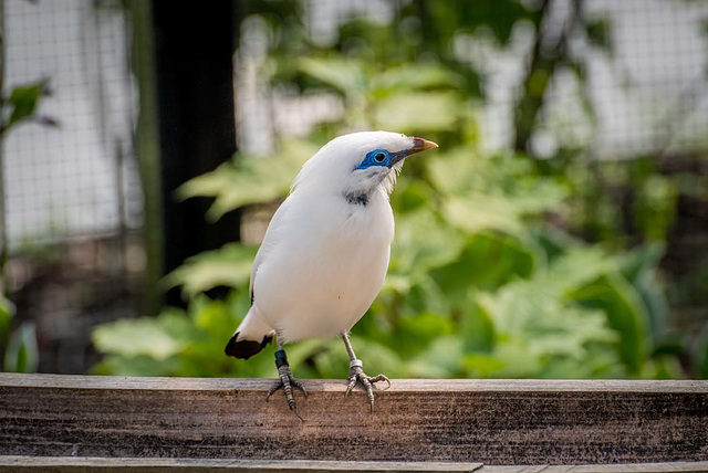 Bali starling (4)