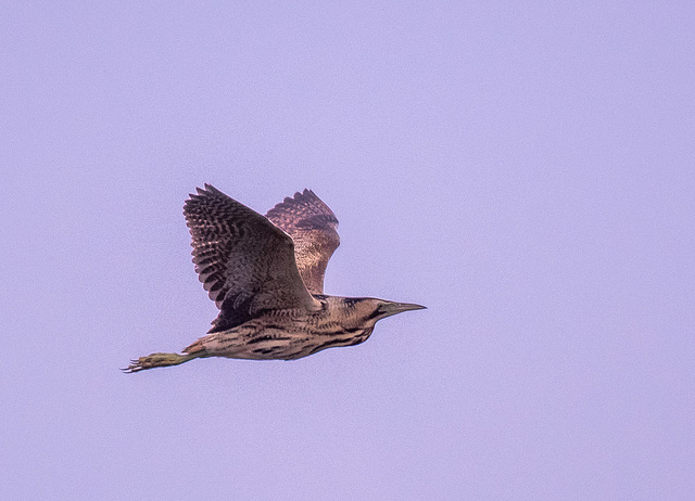 Bittern