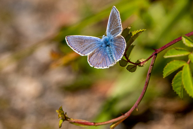 Common blue butterfly