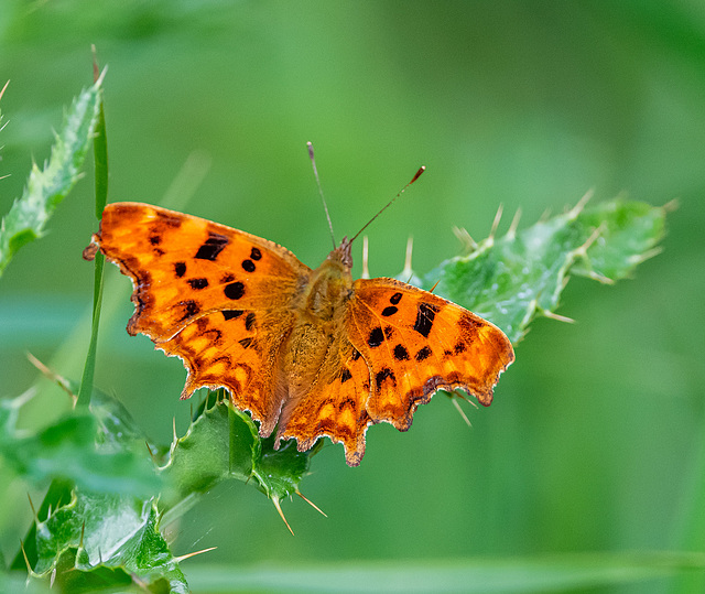 Comma butterfly