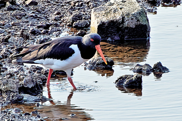 Oystercatcher - Haematopus ostralegus