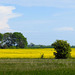 Rapsfeld auf Rügen