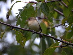 Fauvette des jardins ou gobe mouche nain juvénile???