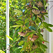 The hoya plant definitely loves being in the window, look at all its blooms