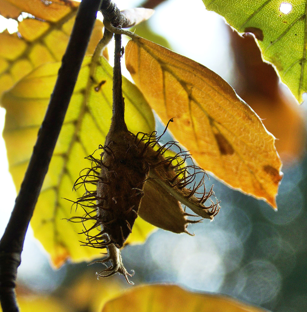 Beech Mast