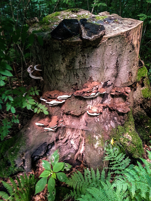 20150723 001Hw [D~SHG] Flacher Lackporling, Wesergebirge, Rinteln