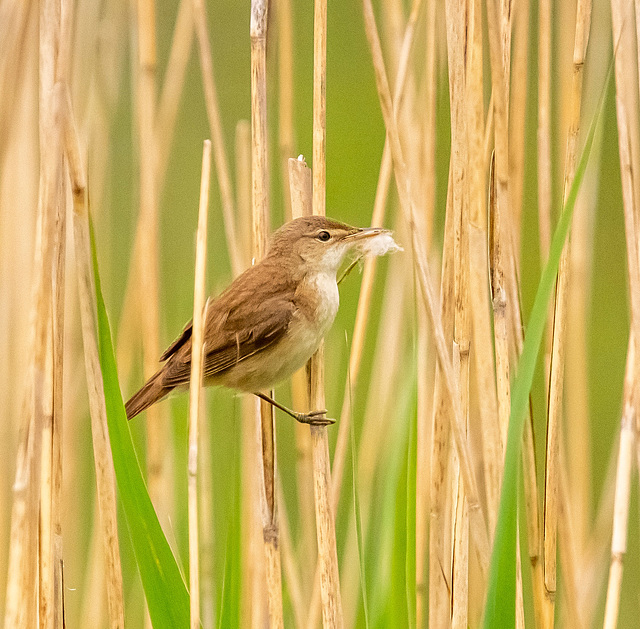 Reed warbler