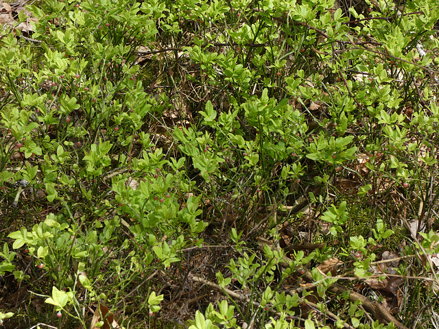 Schwarzbeeren