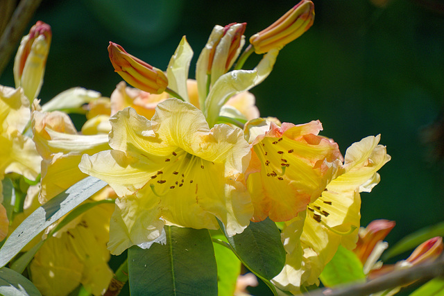 Close Up  Rodendendron