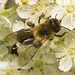 IMG 9637 Bee-1