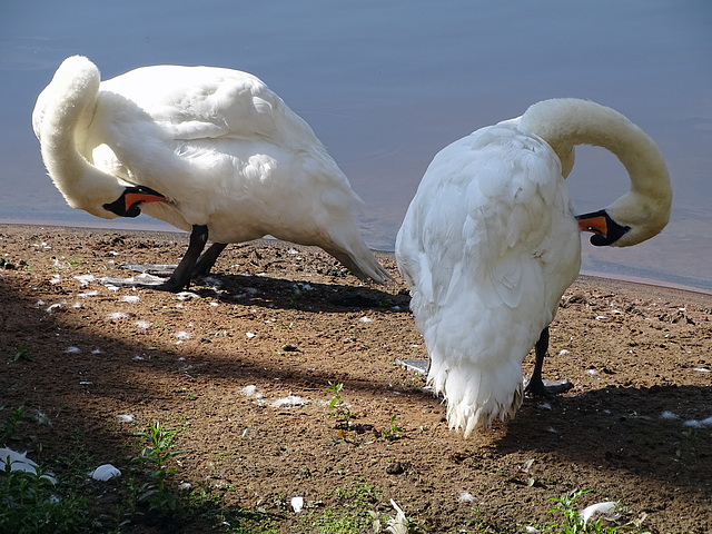 Synchronised preening