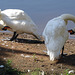 Synchronised preening