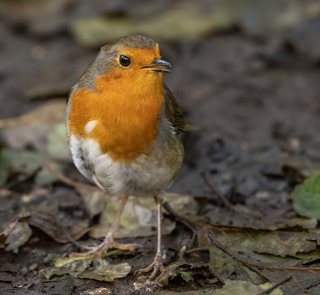 Robin