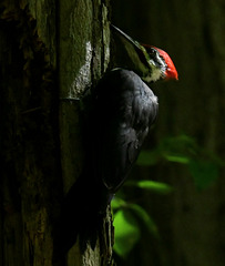 Woodpecker in the shadows DSC 5944(1)