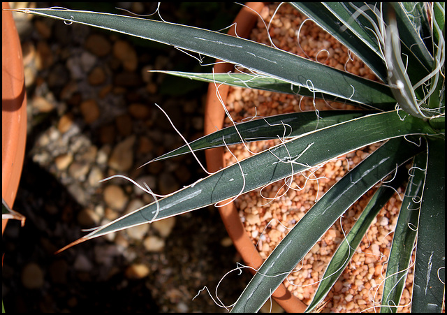 Agave filiformis (2)